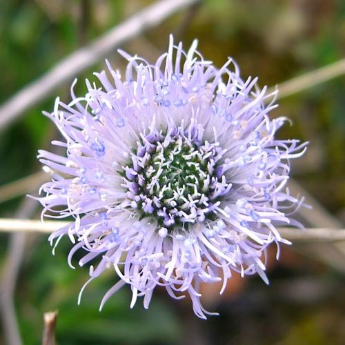 Globe Daisy – Globularia nudicaulis