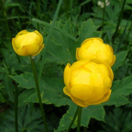Globe Flower – Trollius europaeus