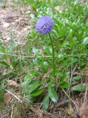 Globe daisy – Globularia vulgaris