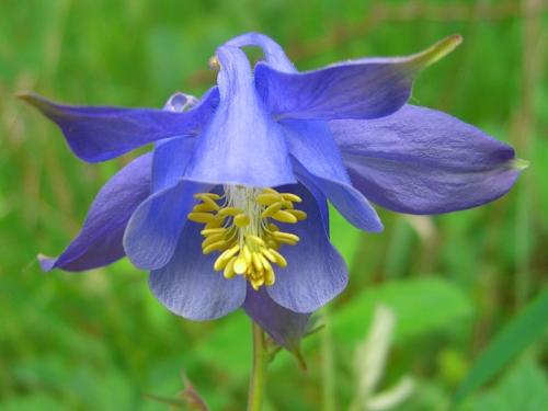 Granny’s nightcap – Aquilegia vulgaris 