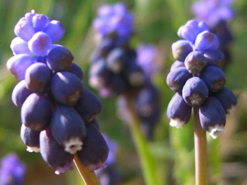 Grape Hyacinth – Muscari Neglectum