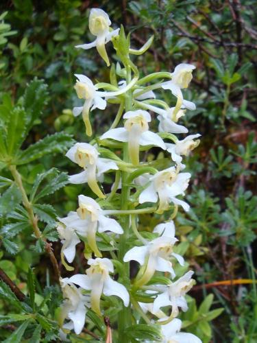 Greater Butterfly Orchid – Platanthera Chlorantha