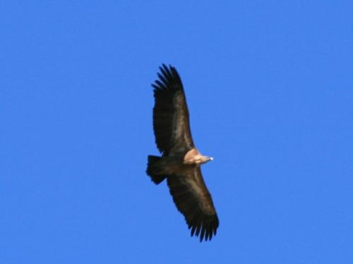Griffon Vulture - Gyps fulvus