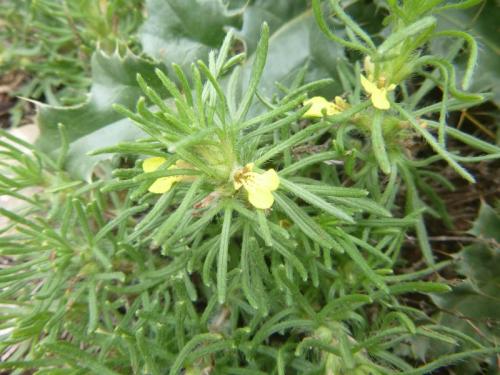 Ground pine – Ajuga chamaepitys