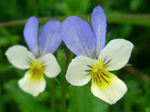 Heartsease – Viola tricolor 
