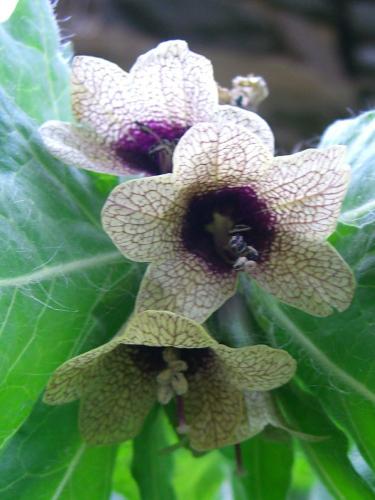 Henbane – Hyoscyamus niger 