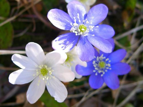 Liverleaf – Hepatica Nobilis -Hoja des tres picos