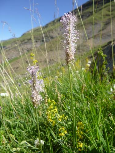 Hoary plantane – Plantago media