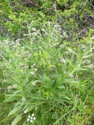 Hounds tongue – Cynoglossum officinale