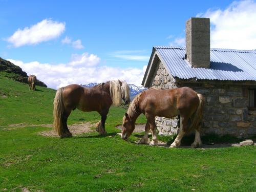 Pirenean horses in Ripera Valley - day 3