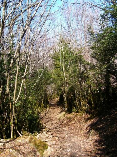 Forest from Biescas to Panticosa - day 2