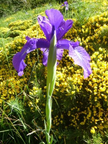 Iris