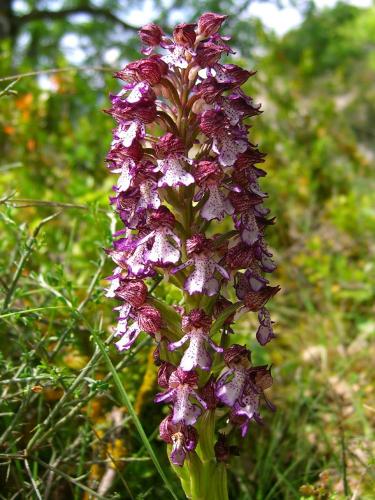 Ladys Orchid – Orchis Purpurea