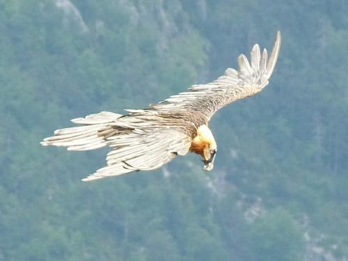 Lammergeier or Bearded Vulture - Gypaetus barbatus