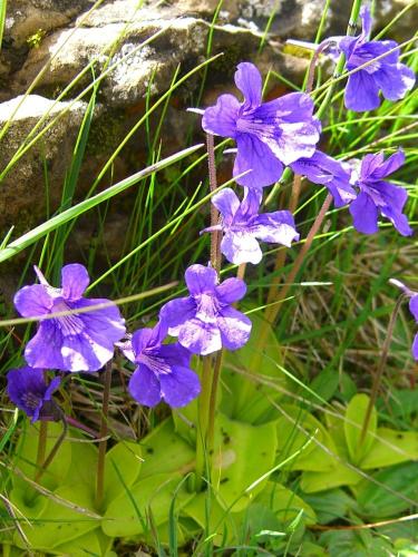 Large flowered butterwort – Pinguicula grandiflora – Grasilla