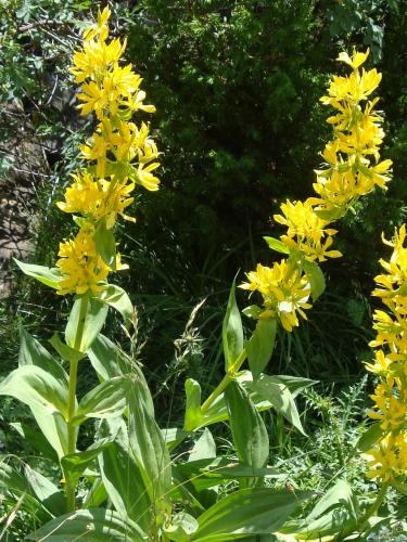 Great Yellow Gentian – Gentiana Lutea