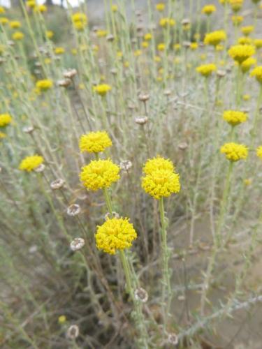 Lavender cotton – Santolina chamaecyparissus