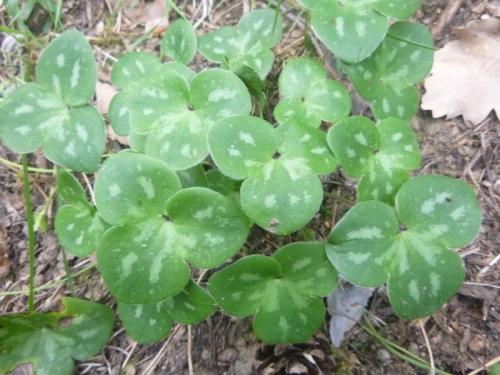 Liverleaf – Hepatica nobilis