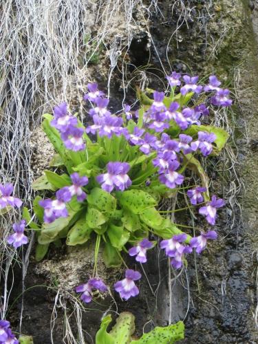 Long leaved butterwort – Pinguicula longifolia
