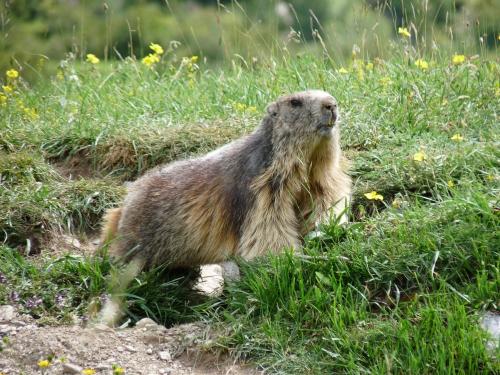 Marmot