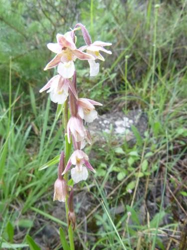 Marsh Helleborine – Epipactis Palustris