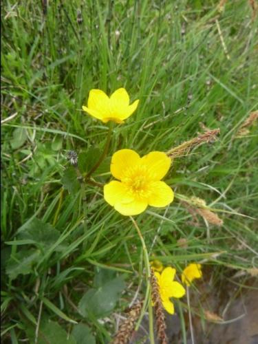 Marsh marigold – Caltha palustris