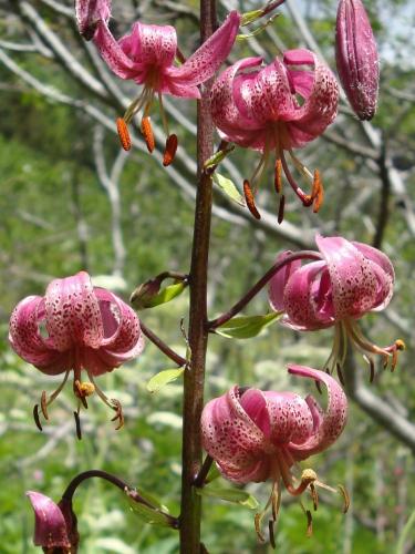 Martagon Lily – Lilium Martagon