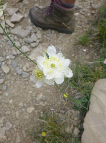 Meadow rue – Thalictrum tuberosum