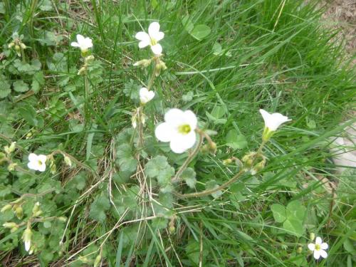 Meadow saxifrage – Saxifraga granulata