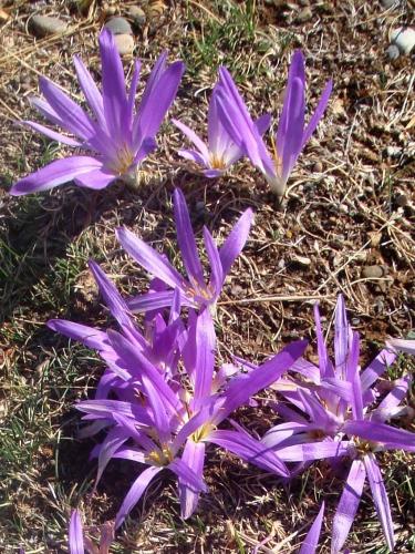 Merendera Montana – Merendera Pyrenacia