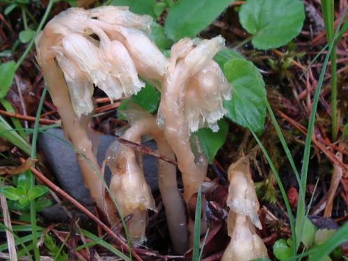 Yellow birdsnest – monotropa hypopitys