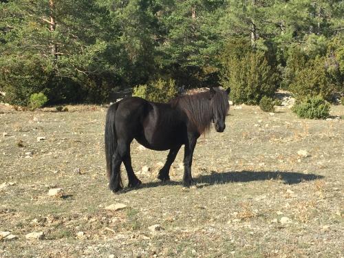 Horses in the Puertos de Beceite