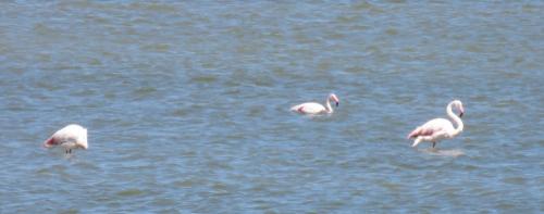 Flamigos in the Ebro Delta
