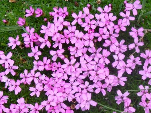 Moss campion – silene acaulis