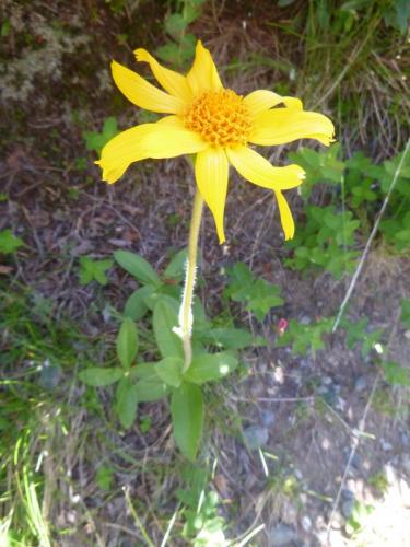 Mountain arnica – Arnica montana