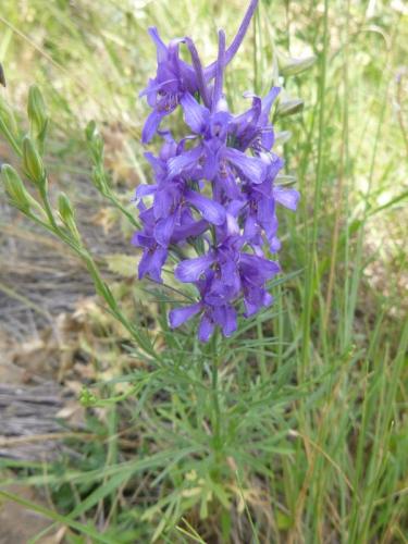 Mountain larkspur – Delphinium montanum