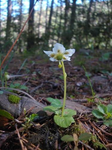 One-flowered wintergreen – Moneses uniflora