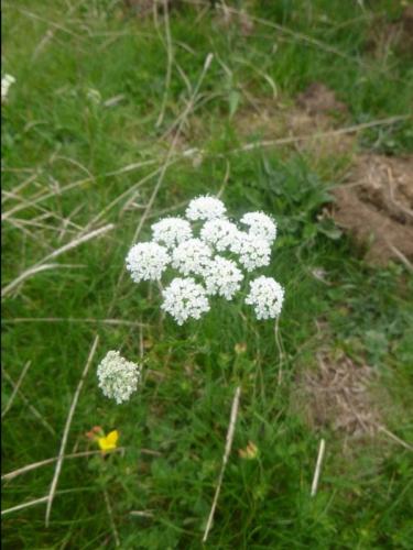 Pig nut – Conopodium majus