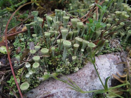 Pixie cups – Cladonia Chlorophaea