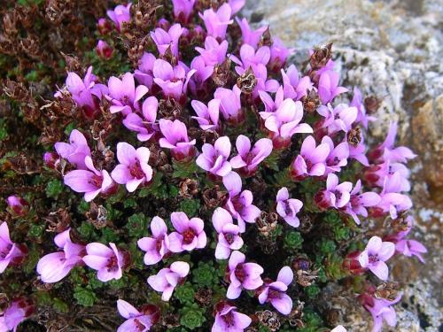 Purple saxifage – Saxifraga oppositifolia