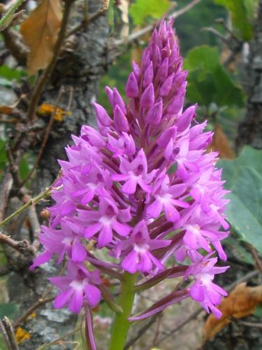 Pyramid Orchid – Anacamptis Pyramidalis