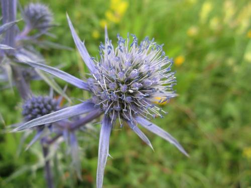 Pyrenean Eryngo, Eryngium bourgatii