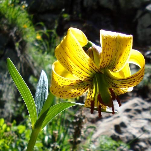 Pyrenean Lily