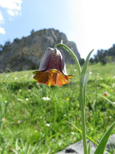 Pyrenean Snakeshead Fritillary – Fritillaria pyrenaica