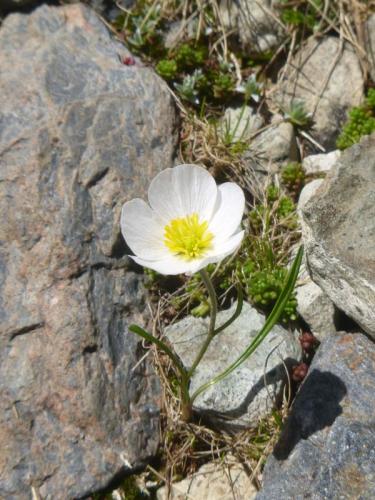 Pyrenean buttercup – Ranunculus pyrenaeus