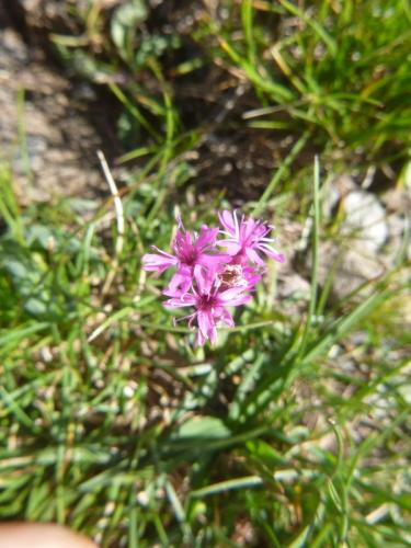 Pyrenean catchfly – Silene borderei