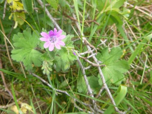 Pyrenean cranesbill – Geranium pyrenacium