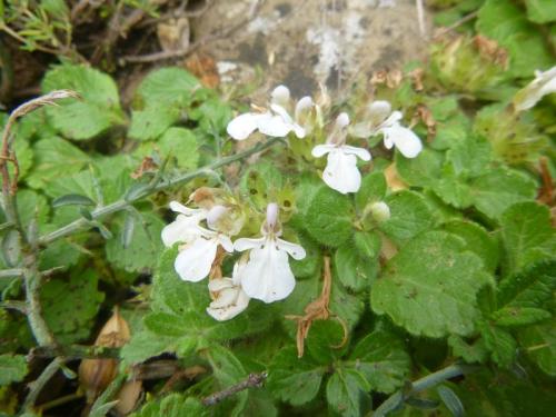 Pyrenean germander – Teucrium pyrenaicum