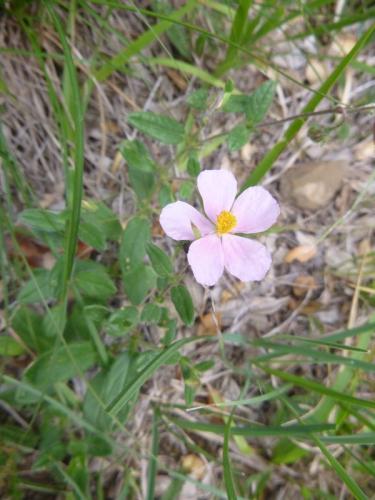 Pyrenean rockrose – Helianthemum nummularium, ssp – pyrenaica