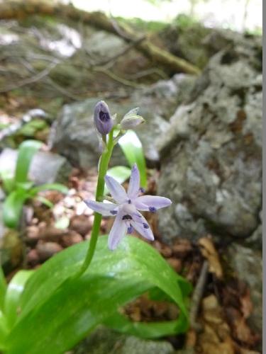 Pyrenean squill – Scilla liliio-hyacinthus